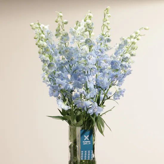 Blue Delphiniums | Glass Vase