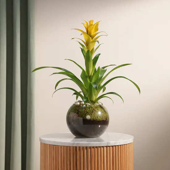The Yellow Guzmania Diana