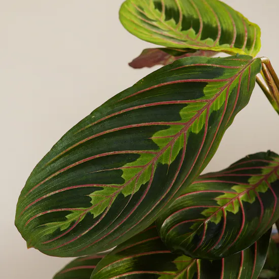Lovely Calathea Maranta Plant
