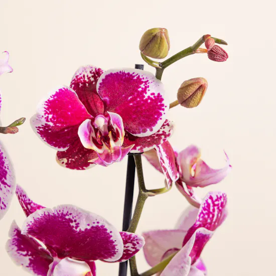 Purple Orchid Plant Pot