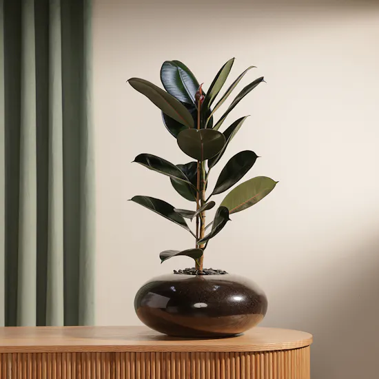 Ficus Elastica | Glass Pot