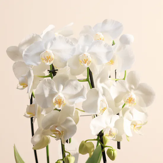 Orchid Plant