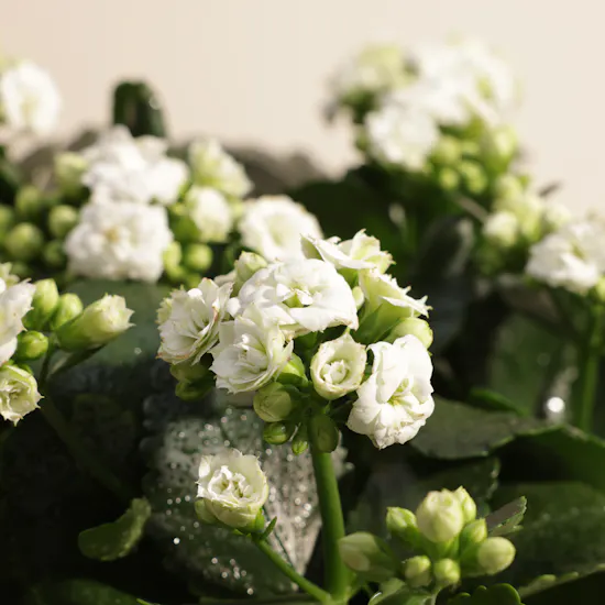 Elegant White Kalanchoe Plants Pot