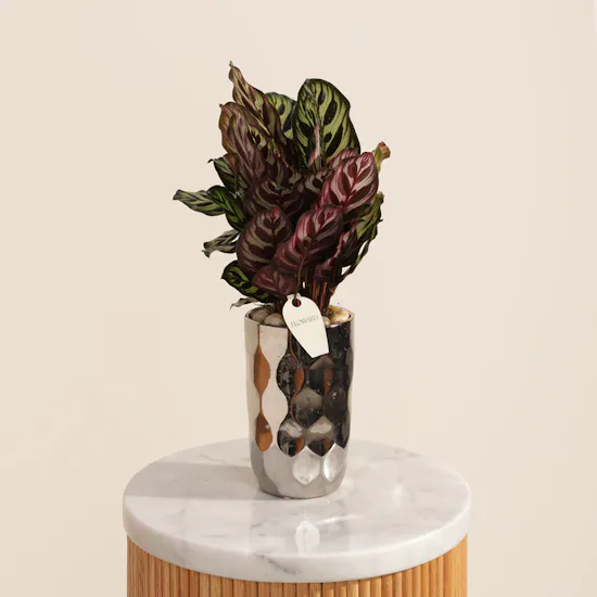 Astounding Calathea Makoyana Plant