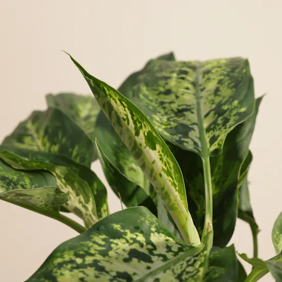 Striking Dieffenbachia Compacta Plant