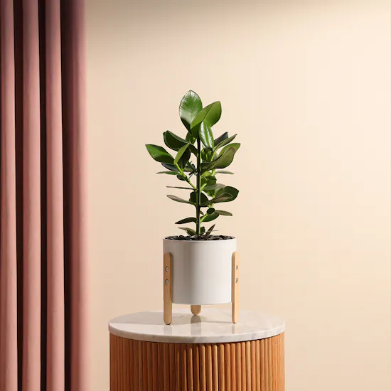 Clusia Rosea Princess Plant