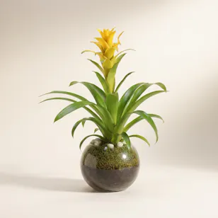 The Yellow Guzmania Diana The Yellow Guzmania Diana
