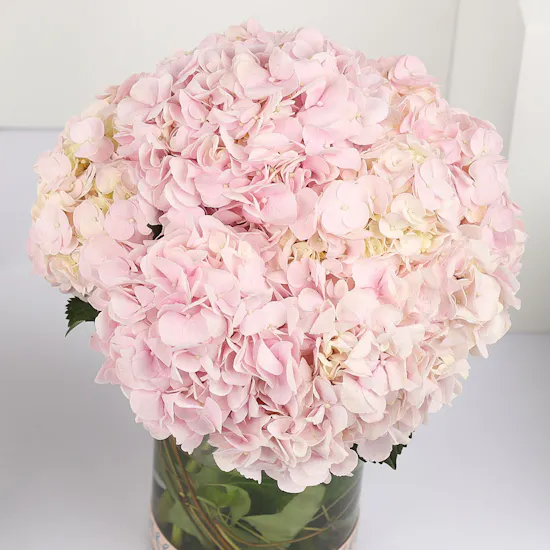 Pink Hydrangea Vase
