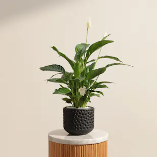 Pure White Spathiphyllum Bingo Plant