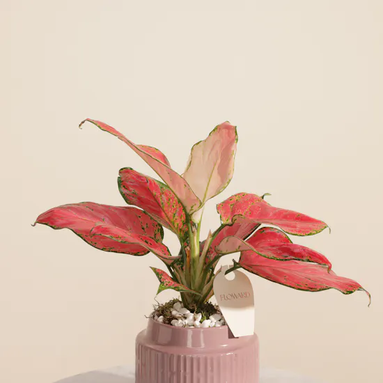 Red Joy Aglaonema Plant
