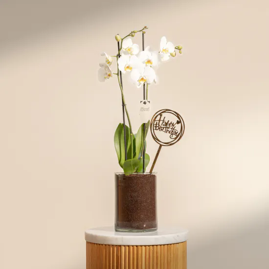Happy Birthday Orchid Plant