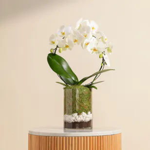 White Bow Orchid Plant | Glass Pot