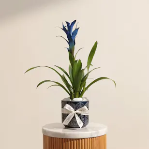 Shinny Blue Guzmania Plant 