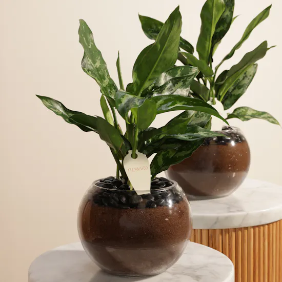 Peaceful Duo Aglaonema Maria Plants Vase