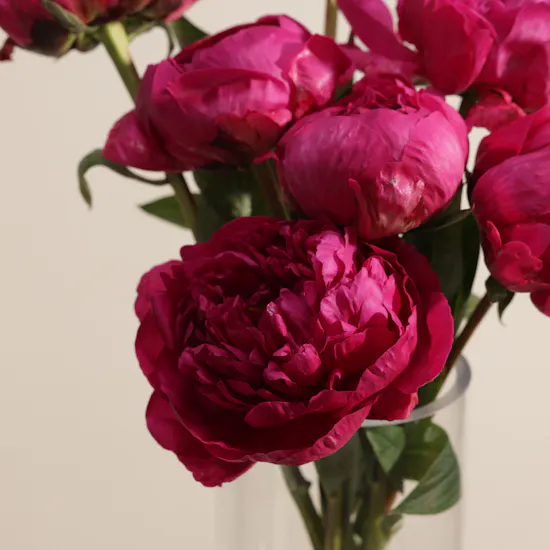 Peony Royal Fuchsia Vase