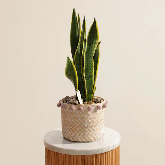 Refreshing Sansevieria Laurentii Plant
