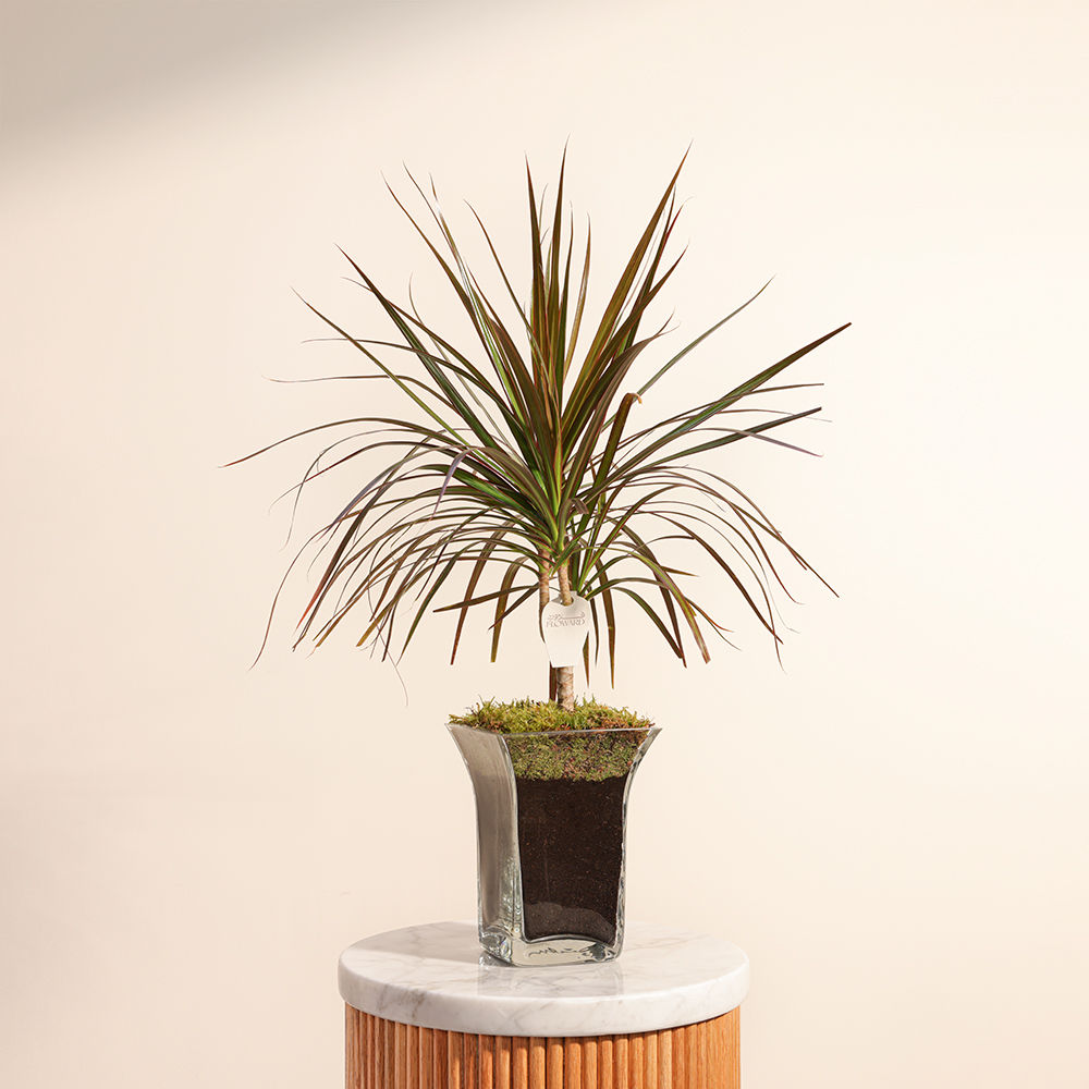 دراسينا مارجيناتا