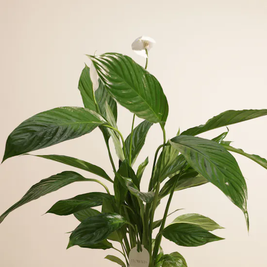 Stunning White Spathiphyllum Bingo Plant