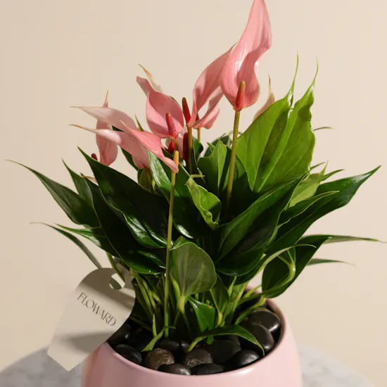 Pink Birthday Anthurium Plant