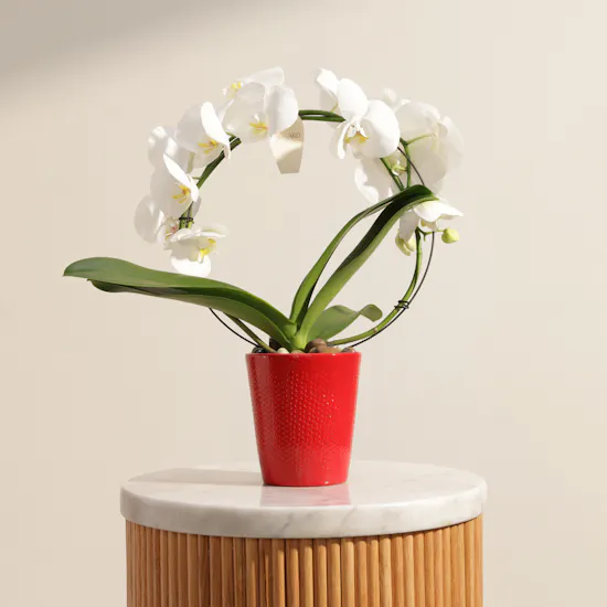 Fancy Bow Shaped White Phalaenopsis Plant