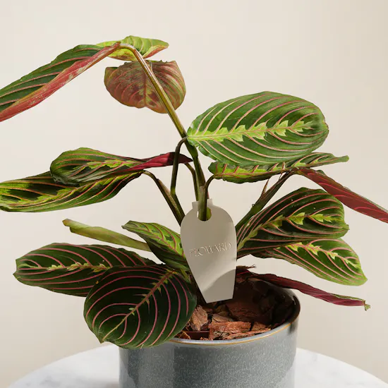 Lovely Calathea Maranta Plant
