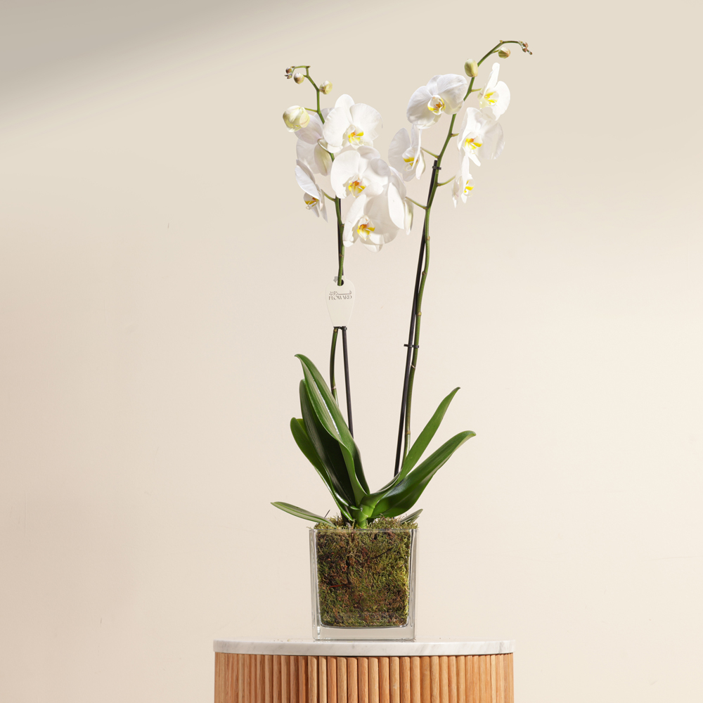 نبات أوركيد أبيض أنيق