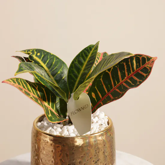 Eid Mubarak Codiaeum Petra Plant