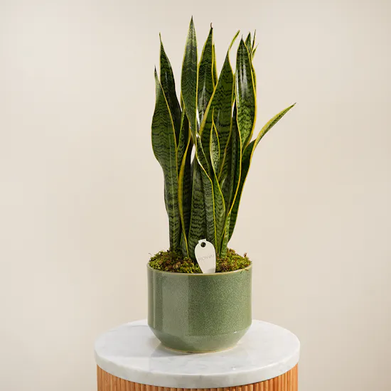 Fresh Sansevieria Laurentii Plant