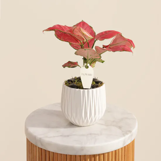 Stunning Red Aglaonema Joy Plant