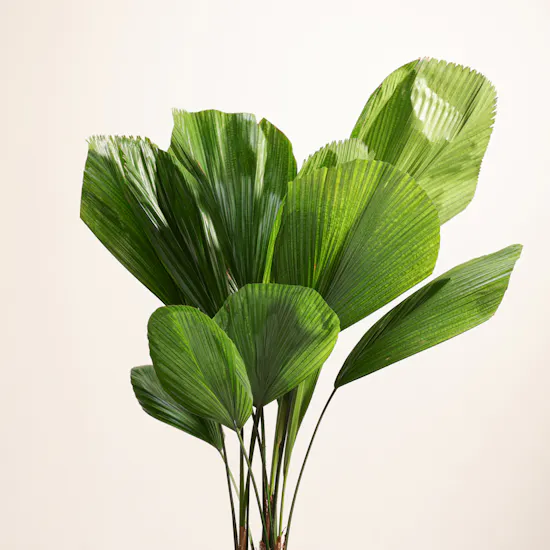 Magical Licuala Grandis Plant