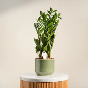 Classy Green Zamia Plant