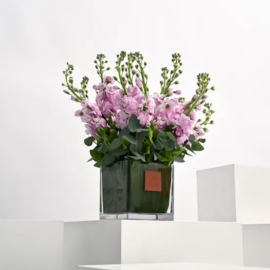 Pink Matthiola | Square Vase