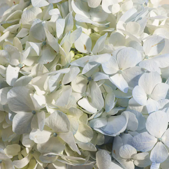 Amazing Hydrangea Vase