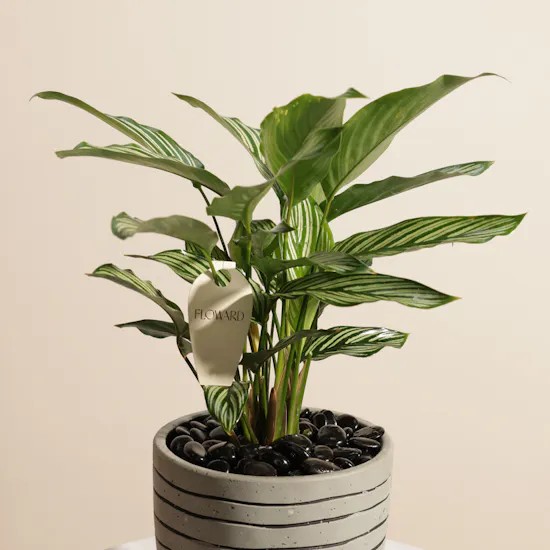 Artistic Calathea Vittata Plant