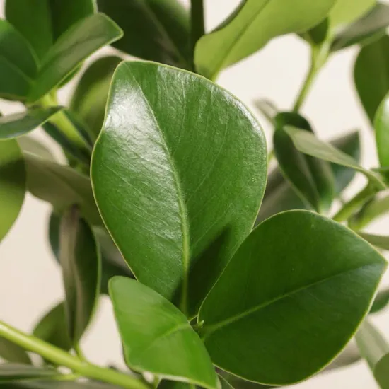 Clusia Rosea Green Plant