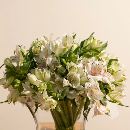 Cherished Alstroemeria Vase