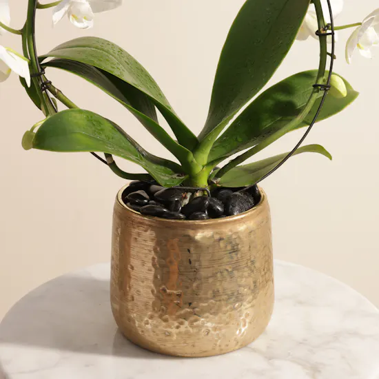 Fancy White Phalaenopsis Plant