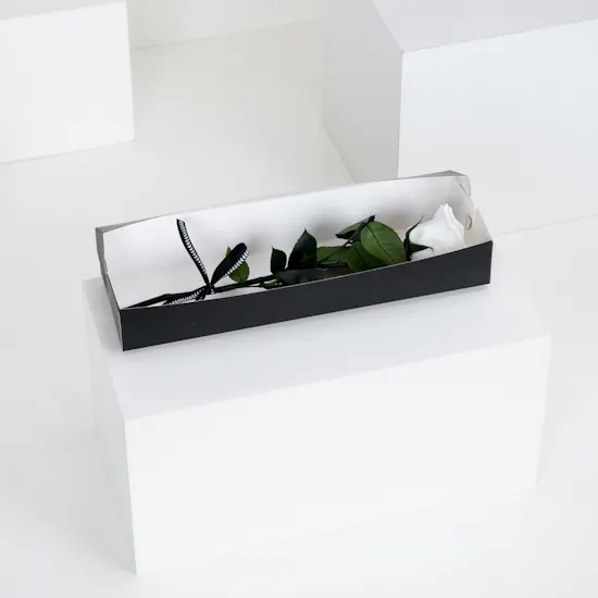 Preserved White Rose | Box