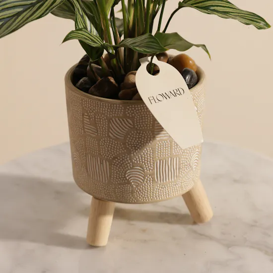 Unique Calathea Vittata Plant