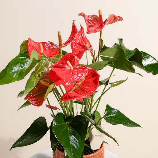 Fancy Red Anthurium Summer Love Plant