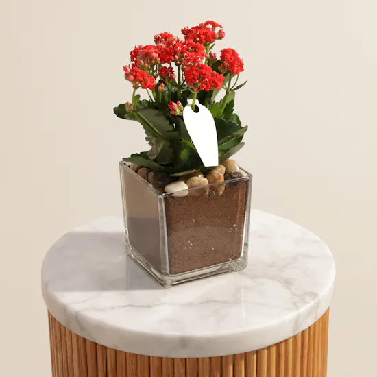 Small Red Kalanchoe Plant