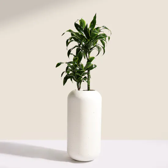 Genlte Dracaena Dorado Plant