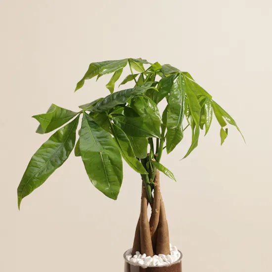 Caribbean Pachira Aquatica Earth Day Plant