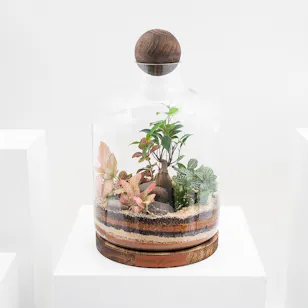 Ficus Bonsai Garden | Closed Terrarium 