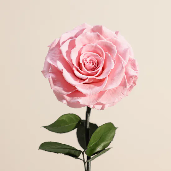 Pink Single Preserved Rose Dome