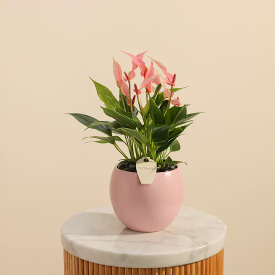 Lush Pink Anthurium Plant