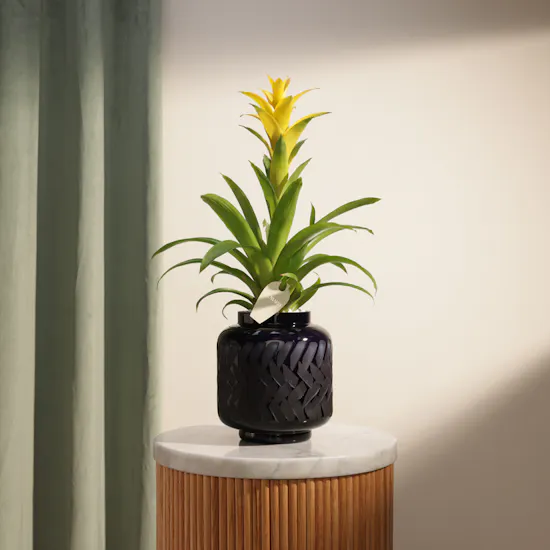 Fancy Yellow Guzmania Plant