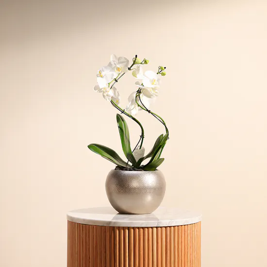 Elegant Zigzag Orchid Plant