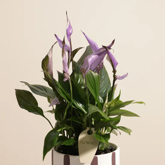 Delicate Purple Spathiphyllum Plant