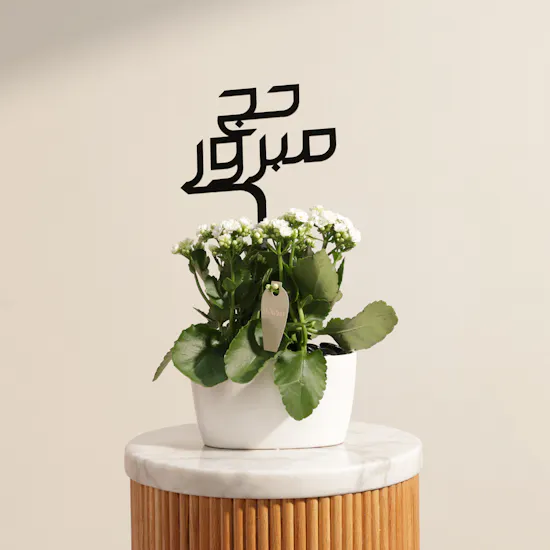 Charming Hajj White Kalanchoe Plant